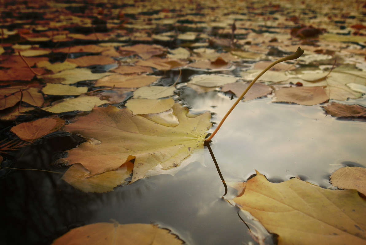 *** ����� svetlana gracheva �� PhotoGeek.ru #������ ��� �������