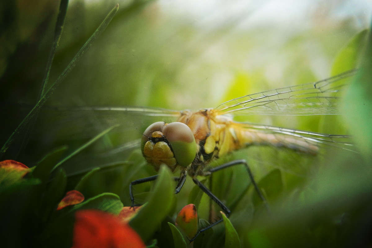 *** ����� svetlana gracheva �� PhotoGeek.ru #����� #���������