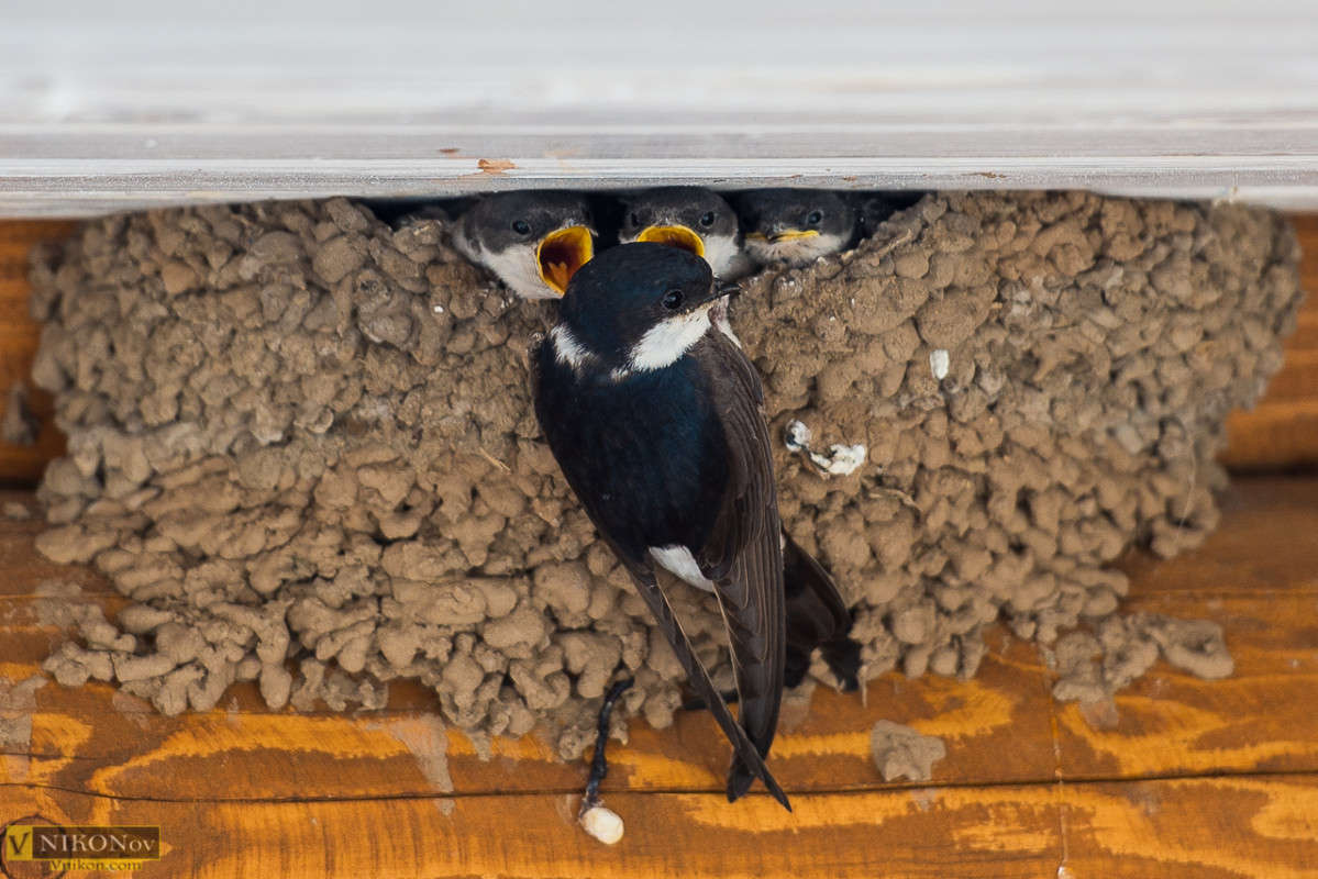 ... ����� ����� ������� �� PhotoGeek.ru #�������� ���