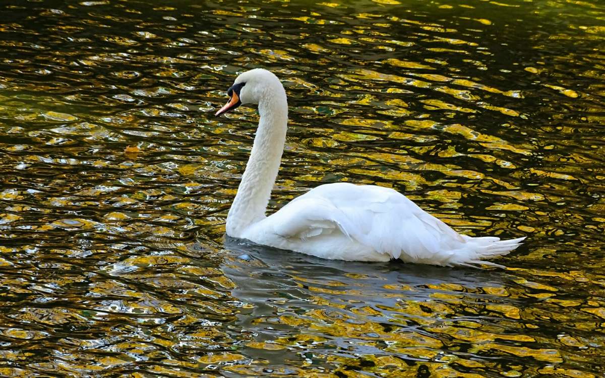 Белый лебедь в золотой воде.