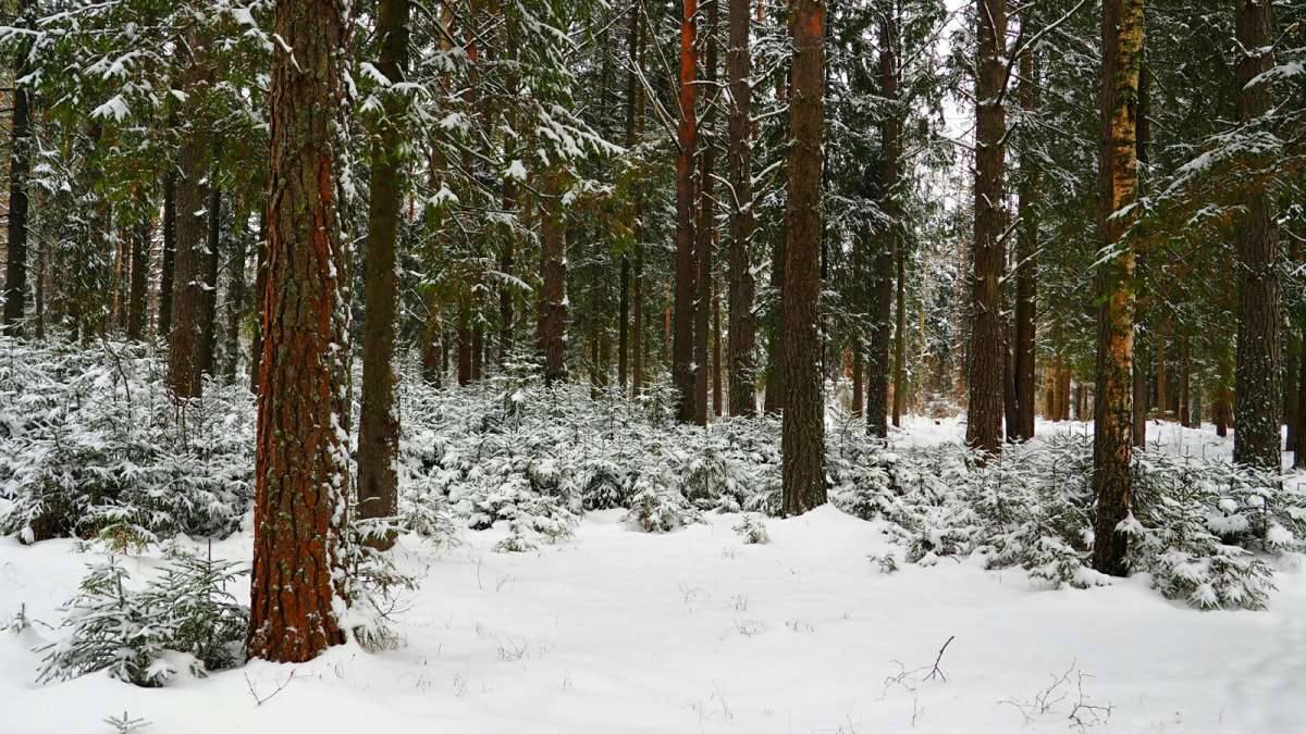 � �������� ���� ��� ����������. ����� �������� �������� �� PhotoGeek.ru #������ ��� �������