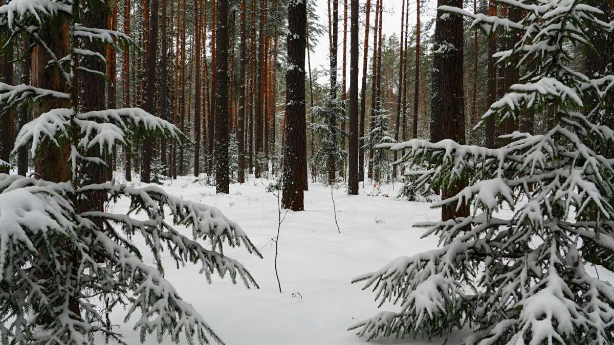 � ������ ���� ��� ����������. ����� �������� �������� �� PhotoGeek.ru #������ ��� �������