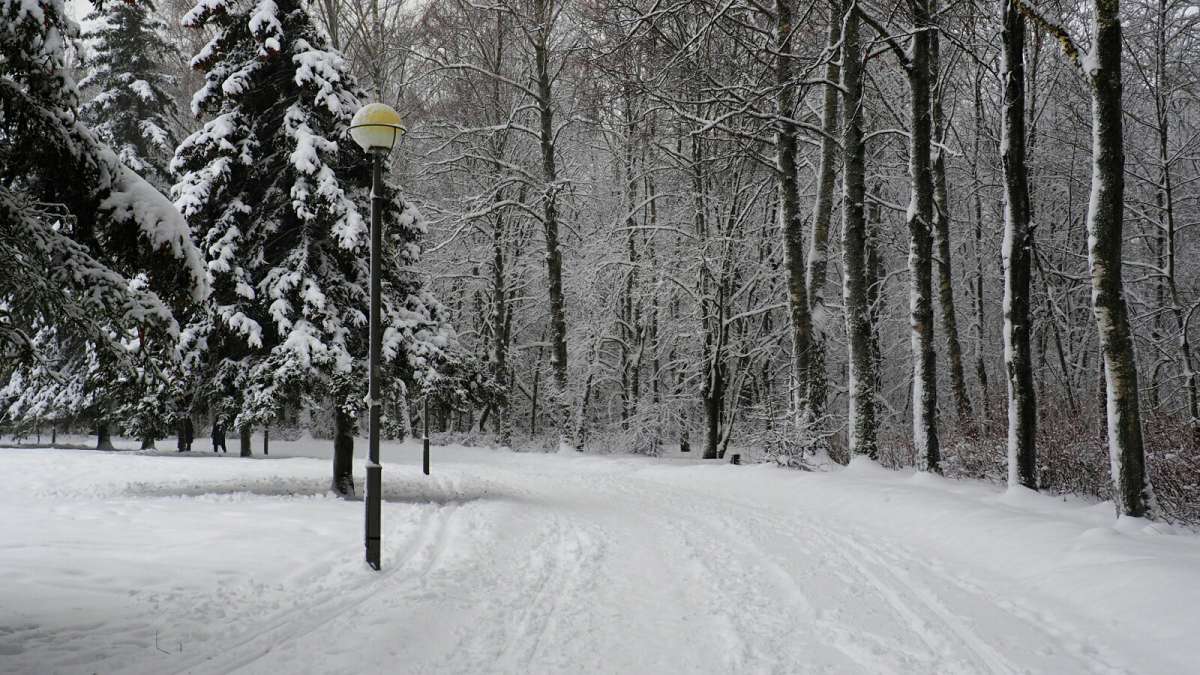Зимний парк. автор Владимир Милешкин на PhotoGeek.ru #Город #Пейзаж или природа