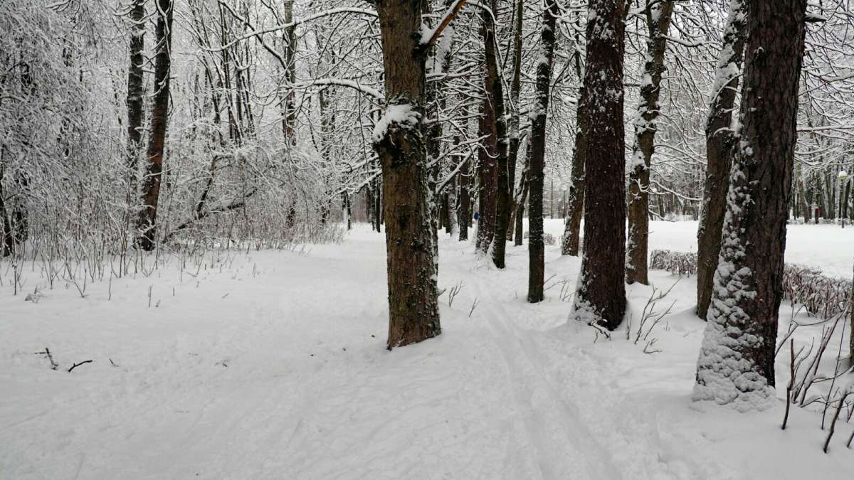 Зима в городском парке. автор Владимир Милешкин на PhotoGeek.ru #Город #Пейзаж или природа