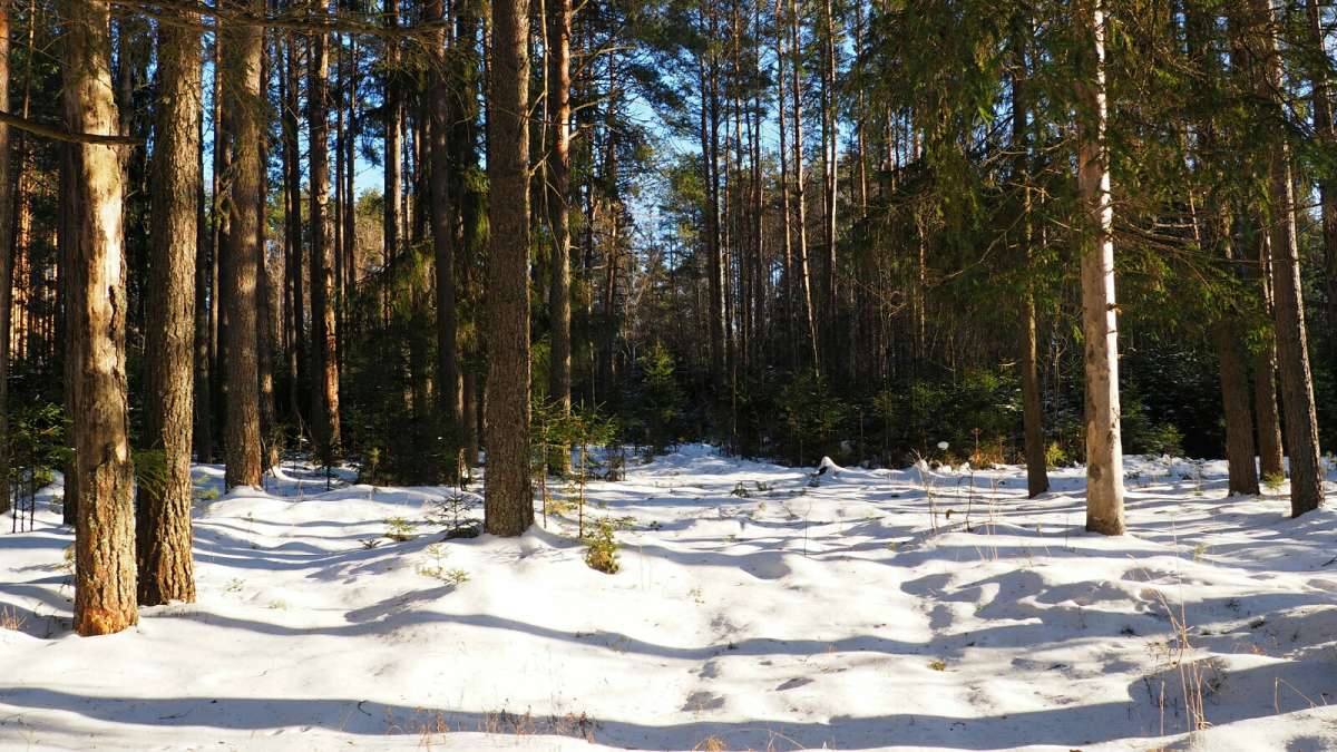 В зимнем лесу Смоленщины. автор Владимир Милешкин на PhotoGeek.ru #Пейзаж или природа
