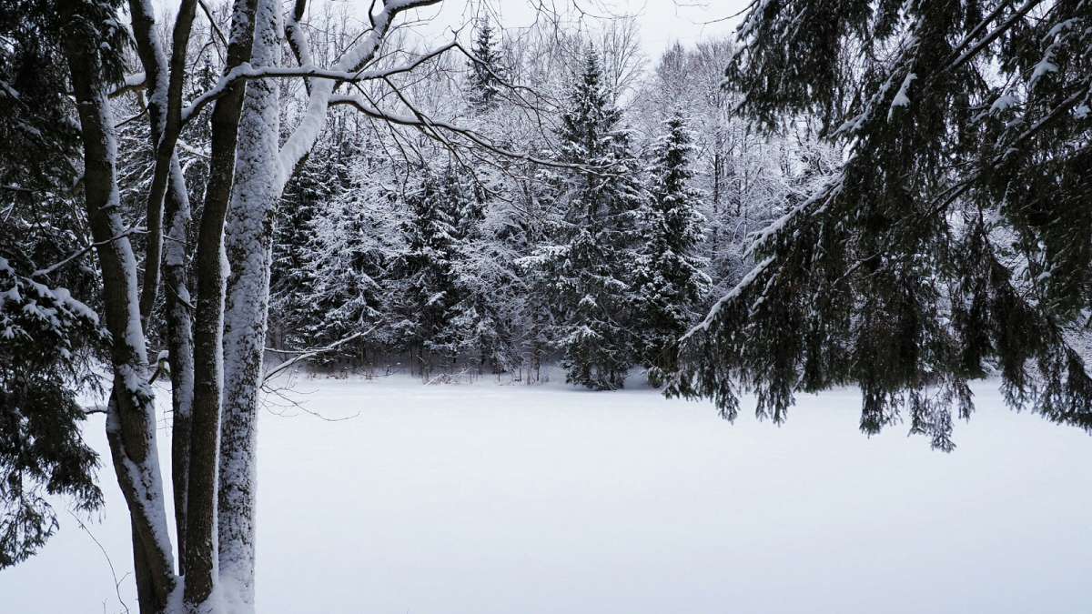 Зима - январь автор Владимир Милешкин на PhotoGeek.ru #Пейзаж или природа