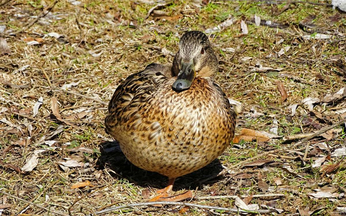 ������ �� ��������. ����� �������� �������� �� PhotoGeek.ru #�������� ���