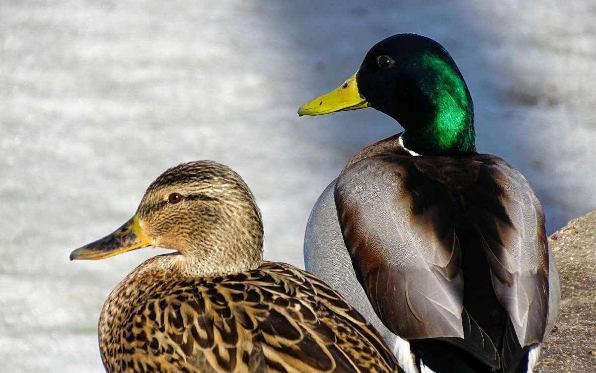 �������� ����. ����� �������� �������� �� PhotoGeek.ru #�������� ���