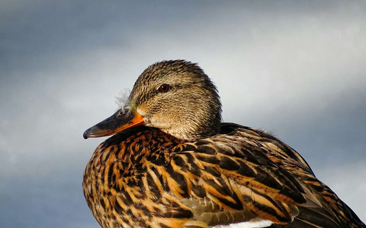 ������� ������. ����� �������� �������� �� PhotoGeek.ru #����� #�������� ���