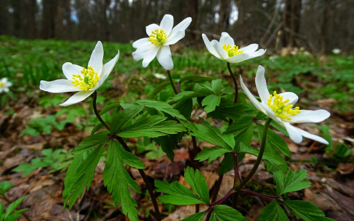 ������ ����� (����������). ����� �������� �������� �� PhotoGeek.ru #������ ��� �������