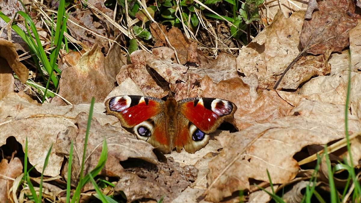 ������� �������� ���� (������ � ���� ����). ����� �������� �������� �� PhotoGeek.ru #������ ��� �������