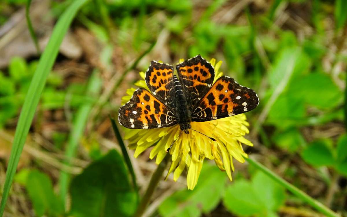 О бабочках весны. автор Владимир Милешкин на PhotoGeek.ru #Макро #Пейзаж или природа