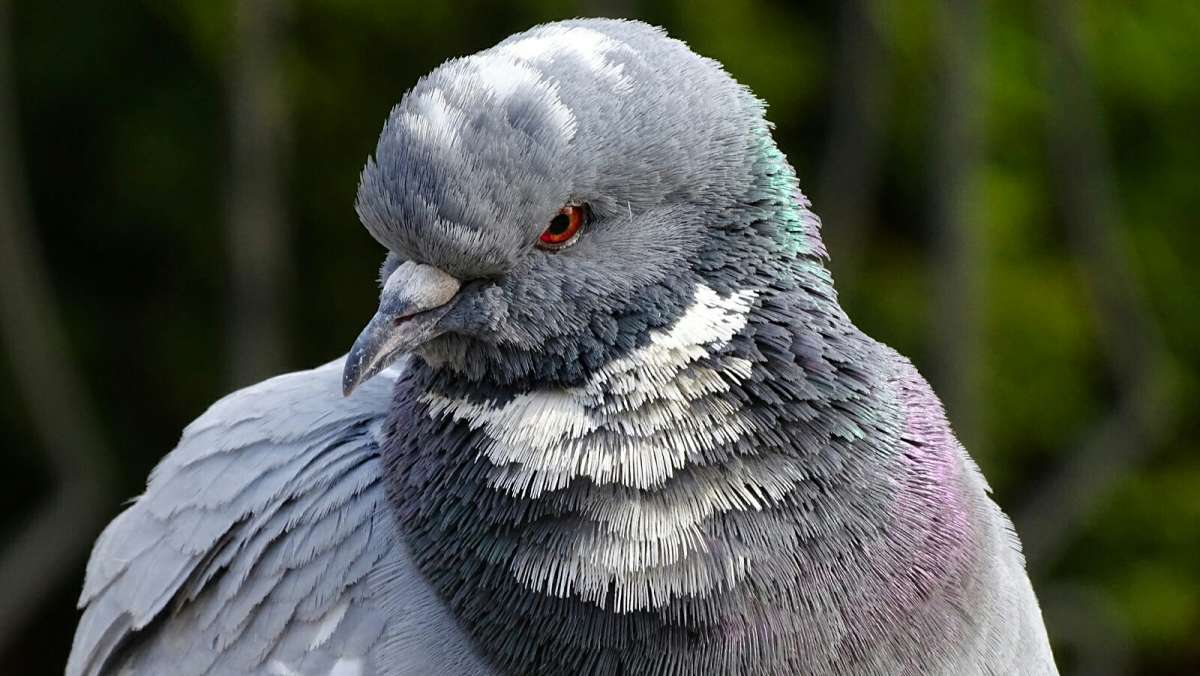 Сердитый взгляд голубя.