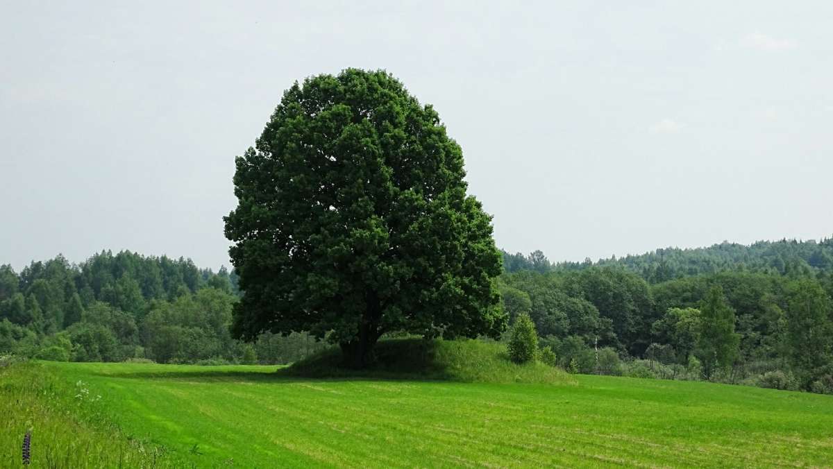 Могучий одинокий дуб. / Могучий одинокий дуб. / Фотография на PhotoGeek.ru