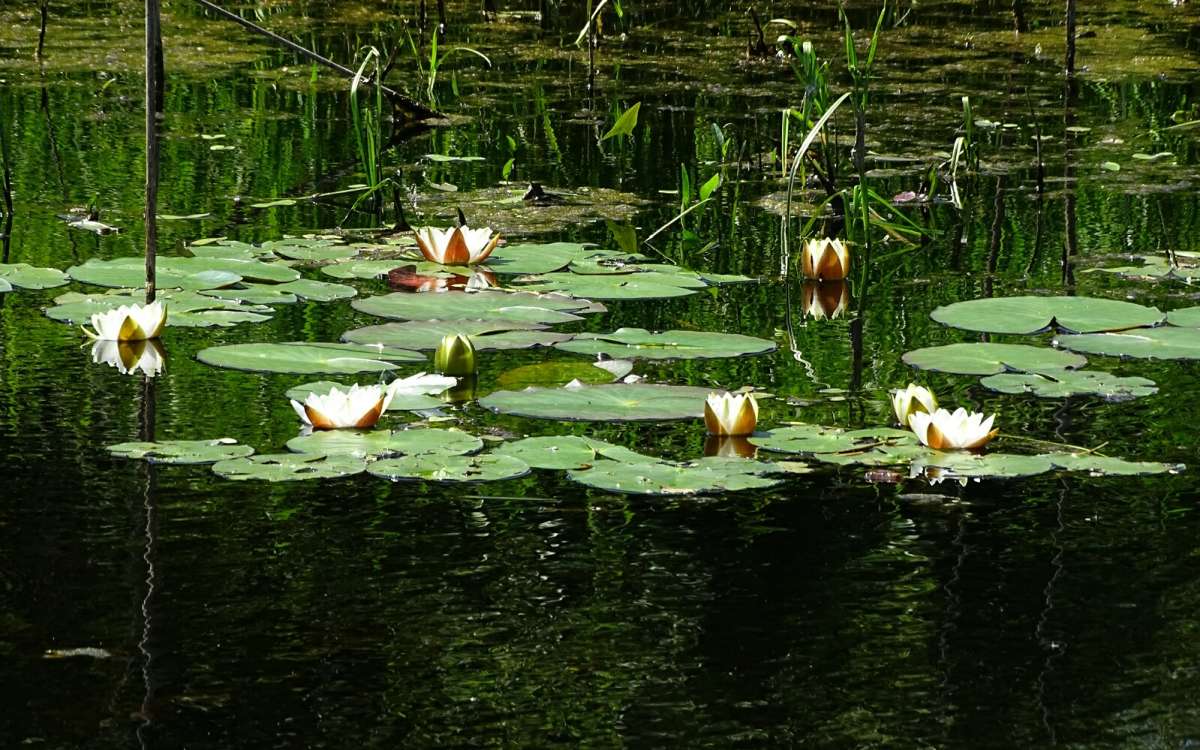 Озеро с кувшинками. автор Владимир Милешкин на PhotoGeek.ru #Пейзаж или природа