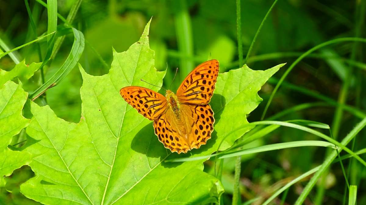 � ��������. ����� �������� �������� �� PhotoGeek.ru #������ ��� �������