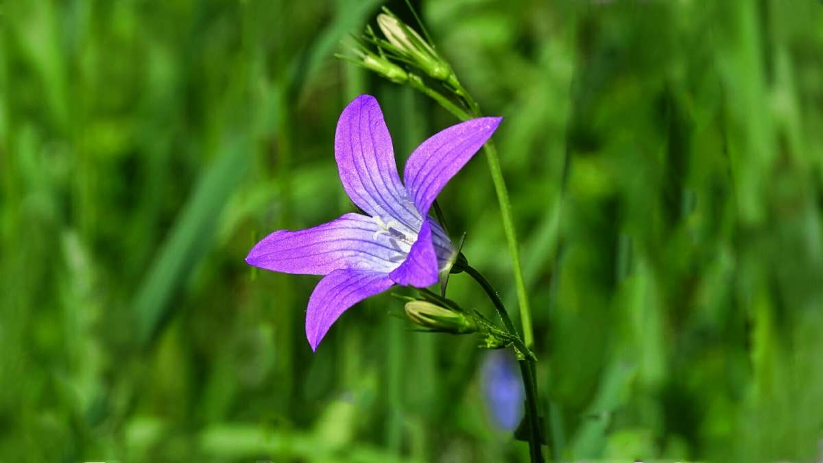 Лесной колокольчик. / Лесной колокольчик. / Фотография на PhotoGeek.ru