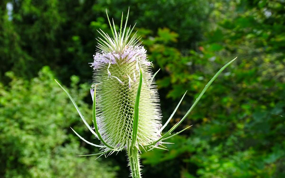 �������� (�������� ������). ����� �������� �������� �� PhotoGeek.ru #����� #������ ��� �������