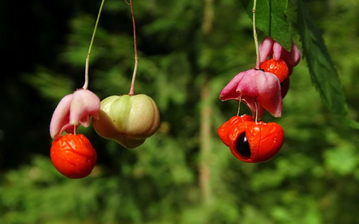 Бересклет бородавчатый. / Бересклет бородавчатый. / Фотография на ...