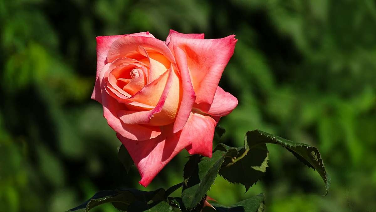 ������� ����. ����� �������� �������� �� PhotoGeek.ru #����� #����� #������ ��� �������