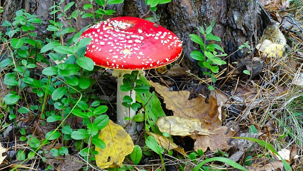 ��������� �������� ���� - �������. ����� �������� �������� �� PhotoGeek.ru #����� #������ ��� �������