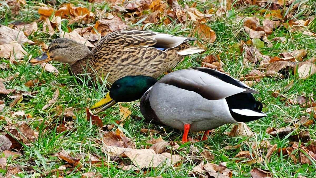 ����, ���������� �� ������� � ���������. ����� �������� �������� �� PhotoGeek.ru #����� #�������� ���