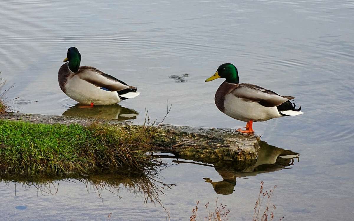 ������ ������ �� "�������". ����� �������� �������� �� PhotoGeek.ru #�������� ���