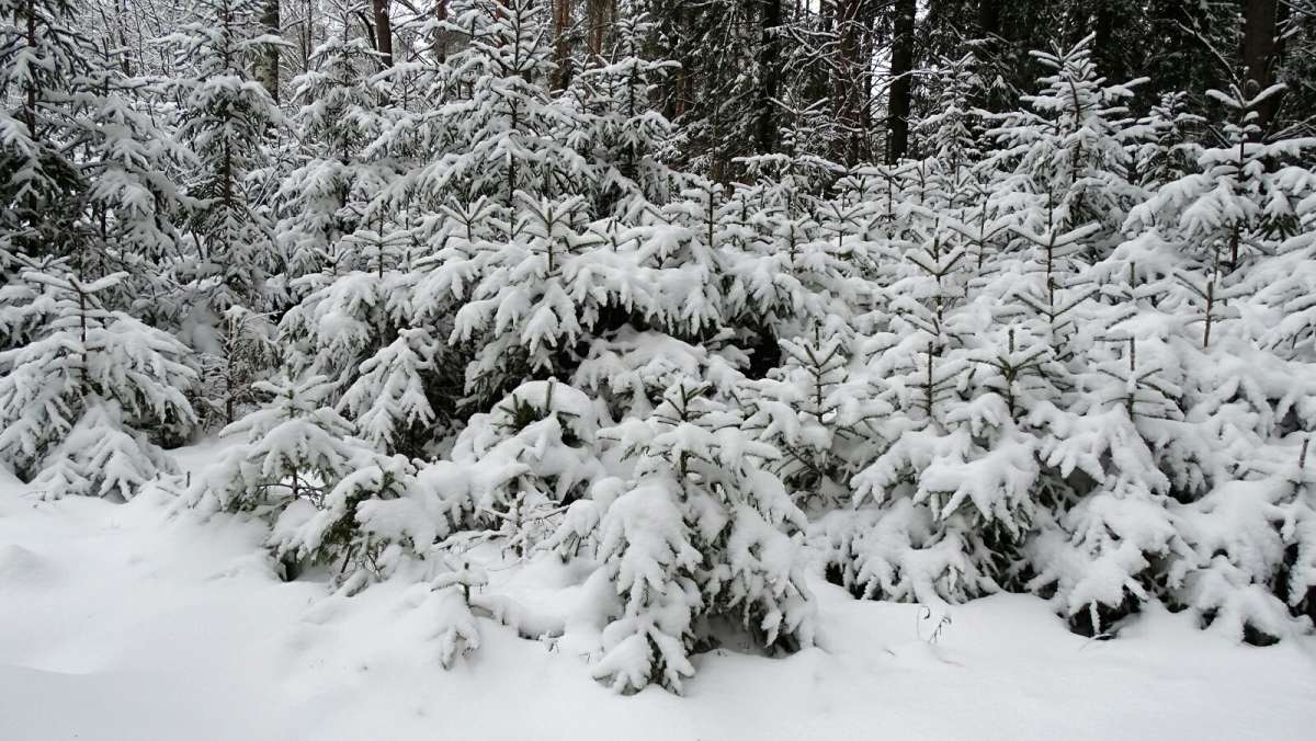 ������� ��� ����� ������ ���. ����� �������� �������� �� PhotoGeek.ru #������ ��� �������