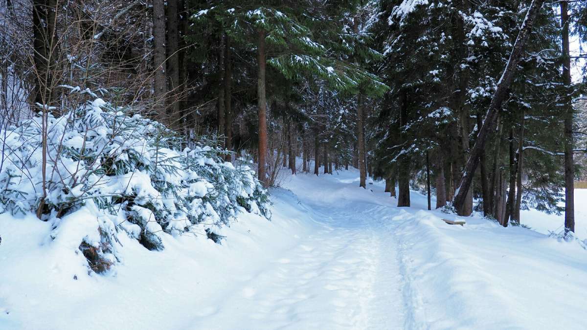Дорога в зимний лес. автор Владимир Милешкин на PhotoGeek.ru #Пейзаж или природа