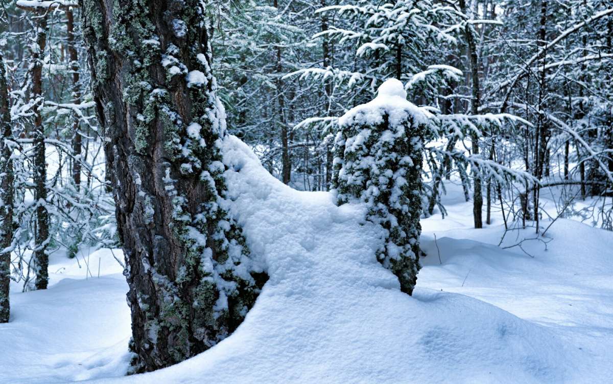 Про зиму. / Про зиму. / Фотография на PhotoGeek.ru