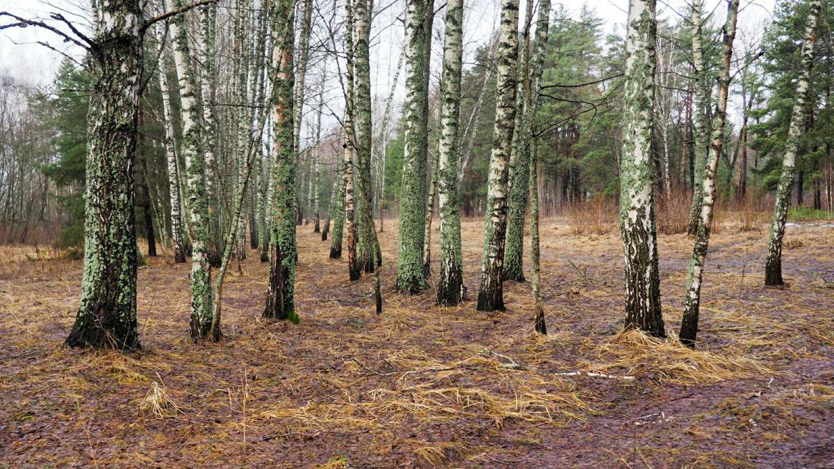 ������� ����� ����� ���� 40-50��. ����� �������� �������� �� PhotoGeek.ru #������ ��� �������