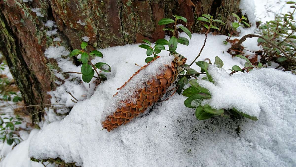 Картинка зимы. автор Владимир Милешкин на PhotoGeek.ru #Макро #Пейзаж или природа