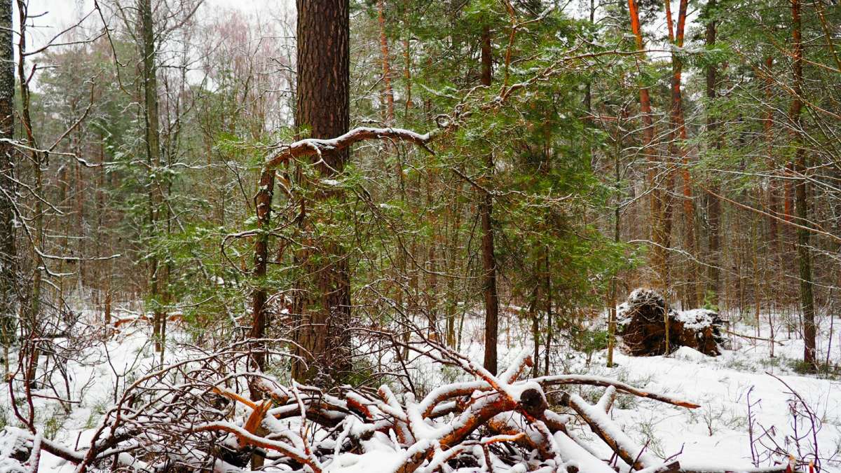 � ������ ����. ����� �������� �������� �� PhotoGeek.ru #������ ��� �������