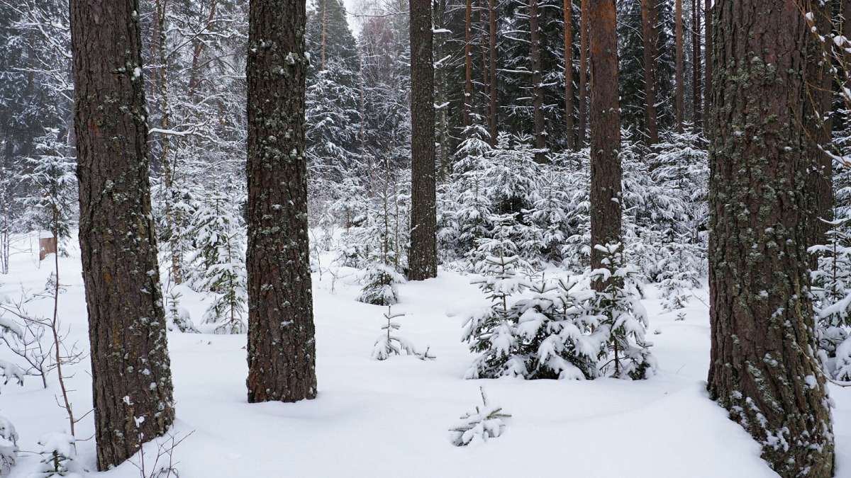 ������ ����� �� ����������. ����� �������� �������� �� PhotoGeek.ru #������ ��� �������