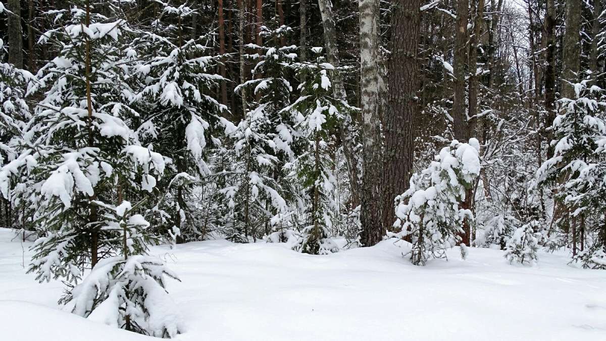 ����� ������ ������. ����� �������� �������� �� PhotoGeek.ru #������ ��� �������