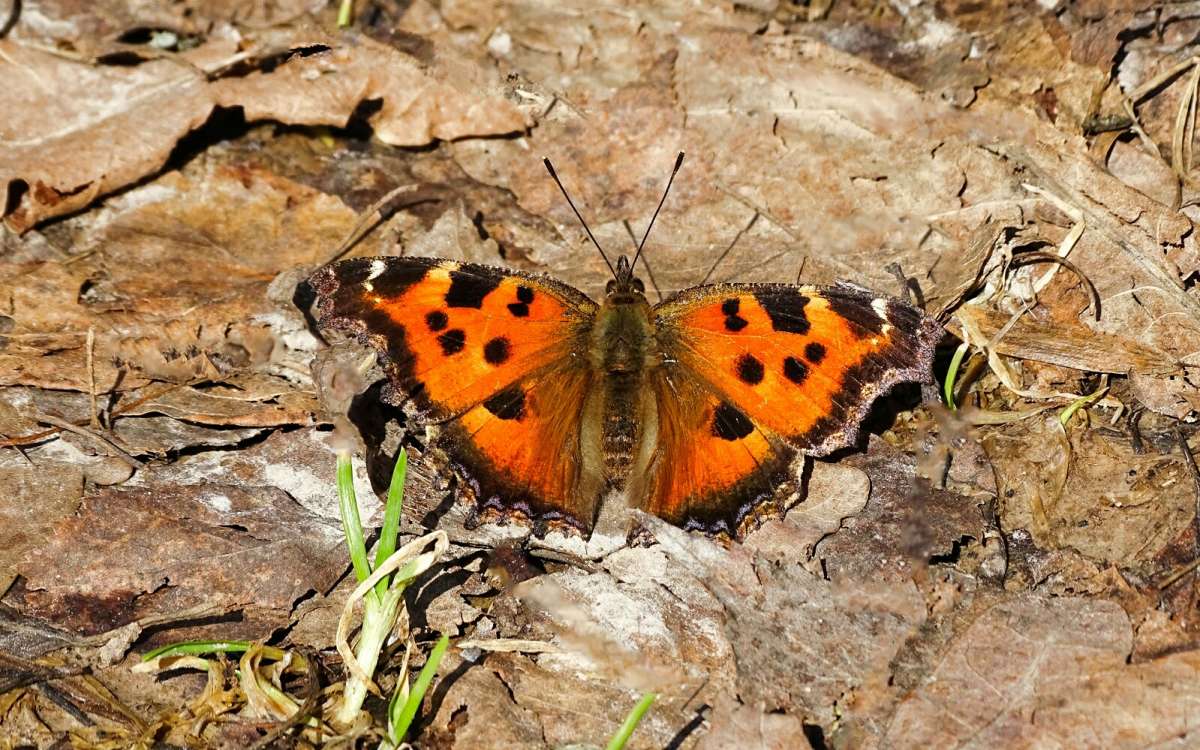 ������� - �������������. ����� �������� �������� �� PhotoGeek.ru #�������� ��� #������ ��� �������