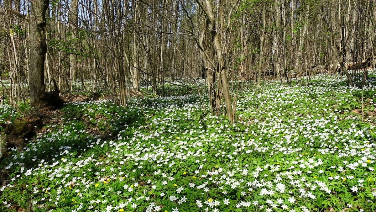Цветочные поляны. / Цветочные поляны. / Фотография на PhotoGeek.ru