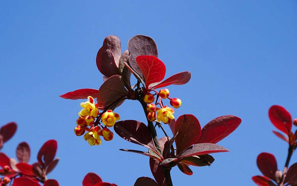 Цветёт барбарис. / Цветёт барбарис. / Фотография на PhotoGeek.ru