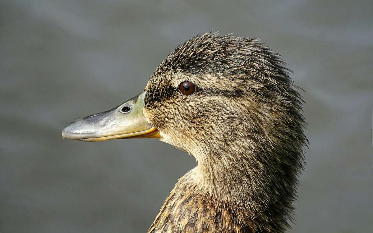 ���� ���� - �������. ����� �������� �������� �� PhotoGeek.ru #����� #����� #�������� ���