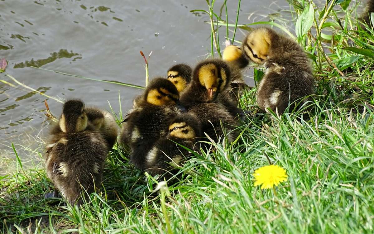 Шустрые утята греются на солнце после плавания. / Шустрые утята греются ...