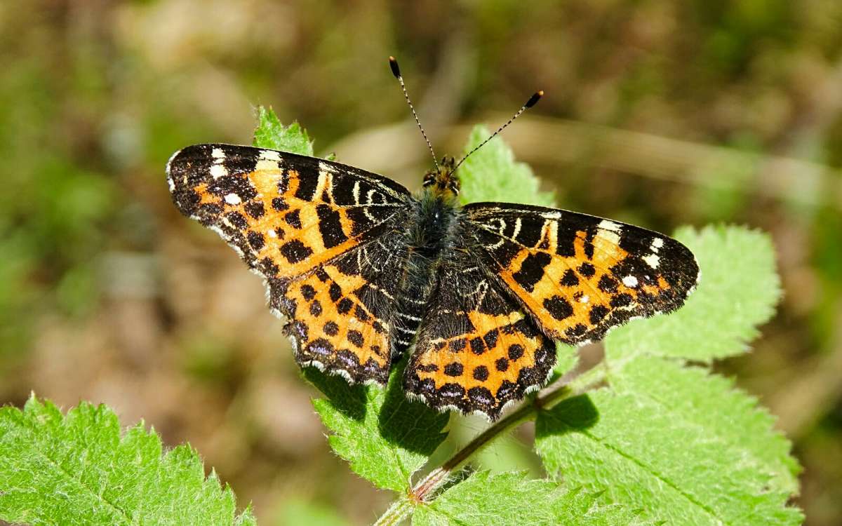 � ��������. ����� �������� �������� �� PhotoGeek.ru #����� #�������� ���