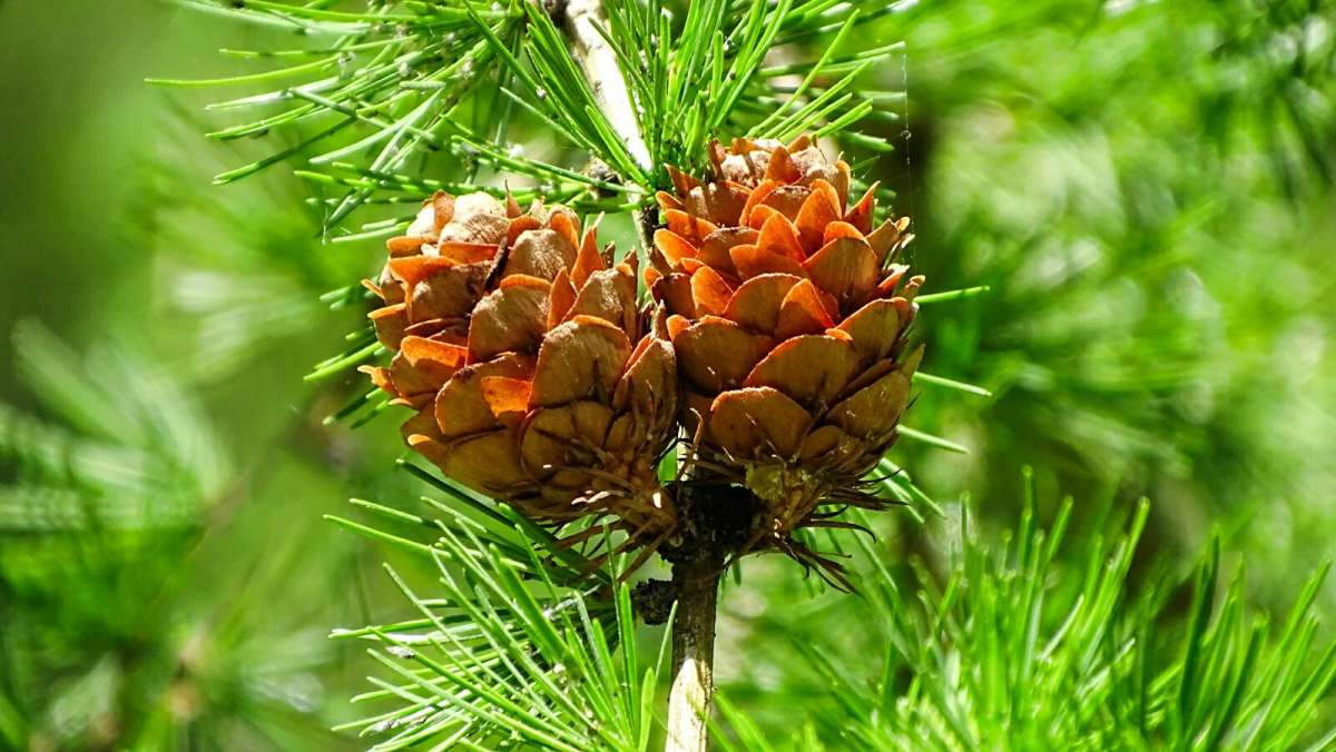 Прошлогодние шишки лиственницы. / Прошлогодние шишки лиственницы ...
