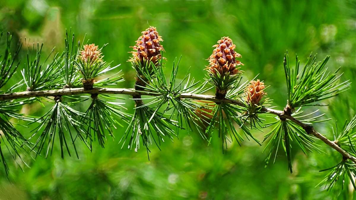 Молодые шишки лиственницы. / Молодые шишки лиственницы. / Фотография на ...
