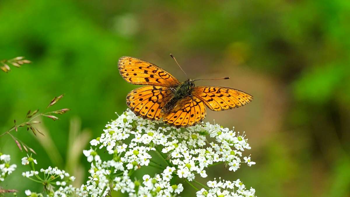 ��� �������. ����� �������� �������� �� PhotoGeek.ru #����� #�������� ���