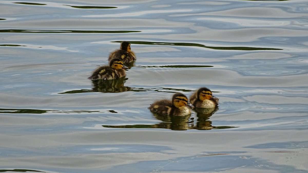 ����������� ����� ������ �������. ����� �������� �������� �� PhotoGeek.ru #�������� ���