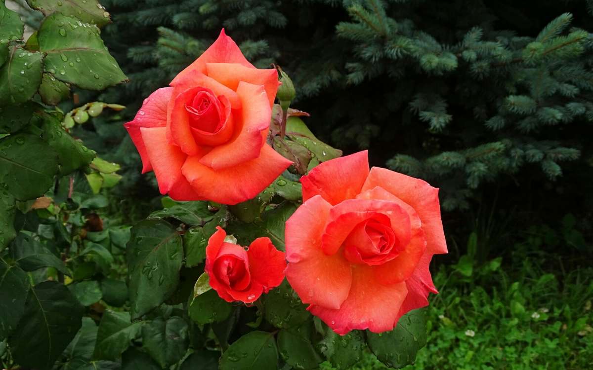 ��������� ����. ����� �������� �������� �� PhotoGeek.ru #����� #�����
