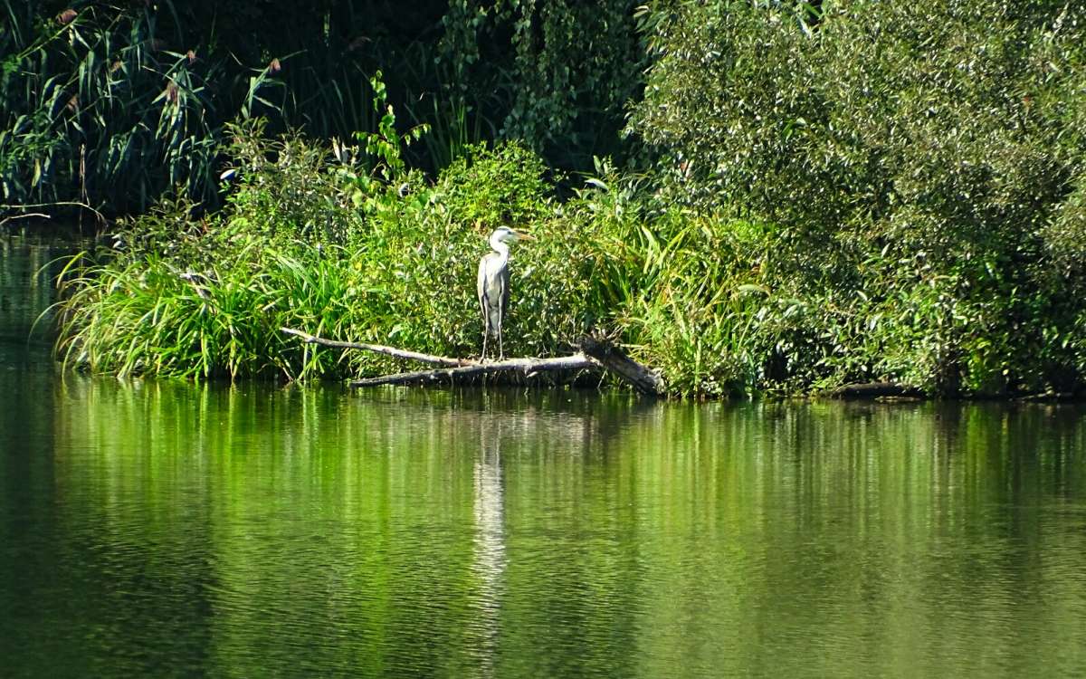 ����� ����� (����� � ���������� 80-100�). ����� �������� �������� �� PhotoGeek.ru #�������� ���