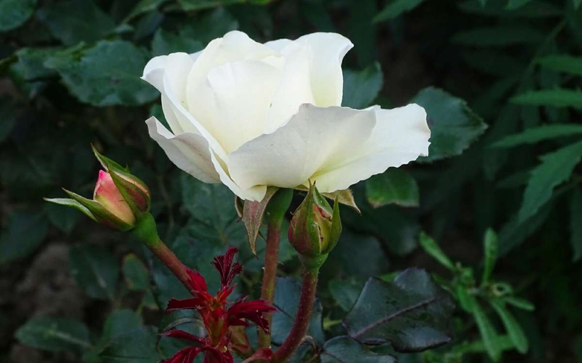 Белая роза. автор Владимир Милешкин на PhotoGeek.ru #Город #Макро