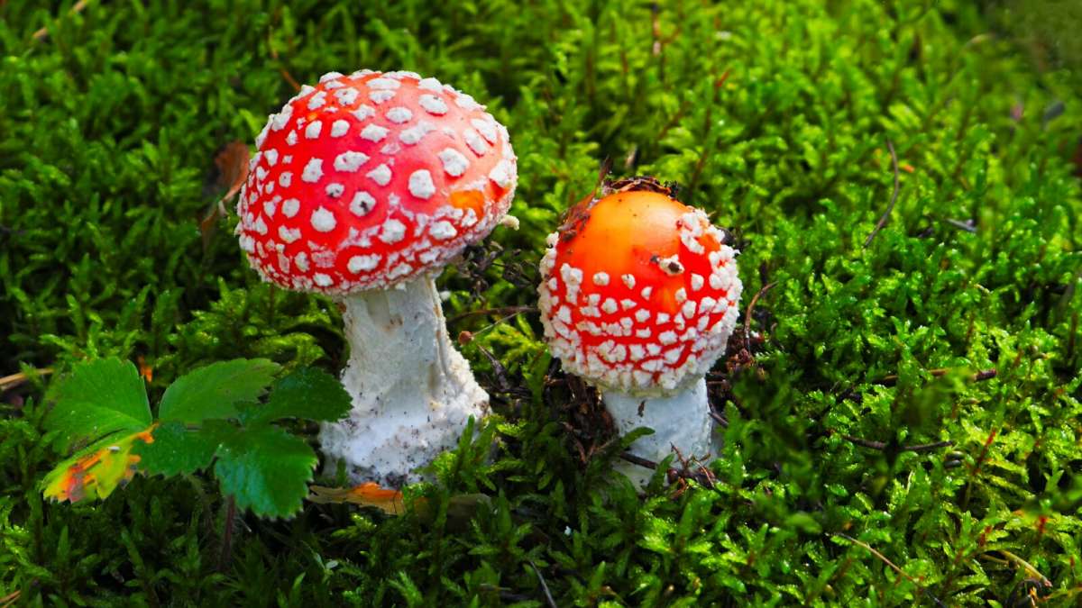 �������� - ��������� �������� ����. ����� �������� �������� �� PhotoGeek.ru #����� #������ ��� �������
