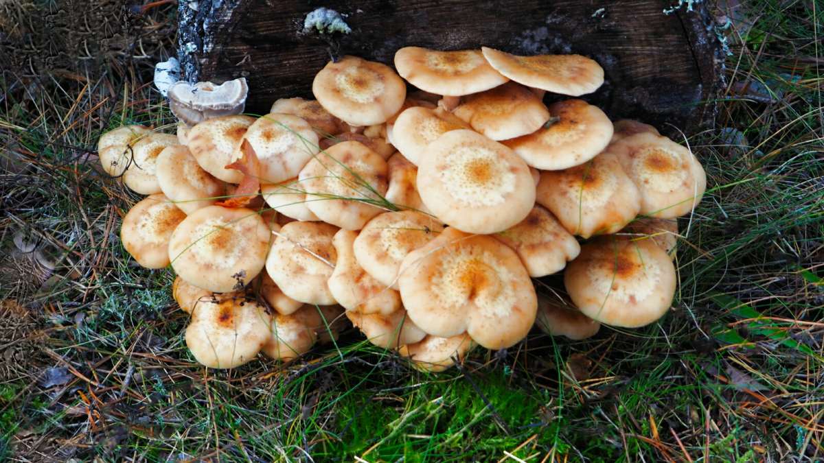 ����� - ������� ������. ����� �������� �������� �� PhotoGeek.ru #����� #������ ��� �������